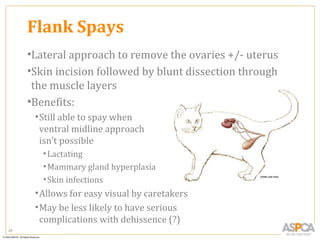 Flank Spays
     •Lateral approach to remove the ovaries +/- uterus
     •Skin incision followed by blunt dissection through
      the muscle layers
     •Benefits:
      • Still able to spay when
        ventral midline approach
        isn’t possible
        • Lactating
        • Mammary gland hyperplasia
        • Skin infections
      • Allows for easy visual by caretakers
      • May be less likely to have serious
        complications with dehissence (?)
45
 
