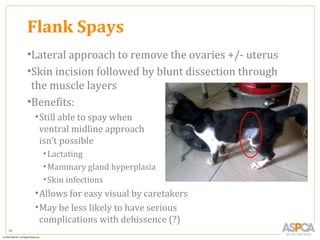 Flank Spays
     •Lateral approach to remove the ovaries +/- uterus
     •Skin incision followed by blunt dissection through
      the muscle layers
     •Benefits:
      • Still able to spay when
        ventral midline approach
        isn’t possible
        • Lactating
        • Mammary gland hyperplasia
        • Skin infections
      • Allows for easy visual by caretakers
      • May be less likely to have serious
        complications with dehissence (?)
46
 