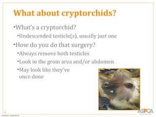 What about cryptorchids?
     •What’s a cryptorchid?
      •Undescended testicle(s), usually just one
     •How do you do that surgery?
      •Always remove both testicles
      •Look in the groin area and/or abdomen
      •May look like they’ve             been spayed
       once done




47
 