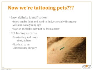 Now we’re tattooing pets???
     •Easy, definite identification!
      • Scars can be faint and hard to find, especially if surgery
        was done at a young age
      • Scar on the belly may not be from a spay
     •Not finding a scar is:
      • Frustrating and takes
           time, at best
      • May lead to an
        unnecessary surgery




48
 