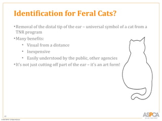 Identification for Feral Cats?
     • Removal of the distal tip of the ear – universal symbol of a cat from a
       TNR program
     • Many benefits:
           • Visual from a distance
           • Inexpensive
           • Easily understood by the public, other agencies
     • It’s not just cutting off part of the ear – it’s an art form!




49
 
