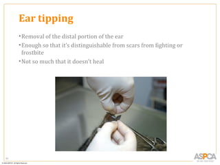 Ear tipping
     • Removal of the distal portion of the ear
     • Enough so that it’s distinguishable from scars from fighting or
       frostbite
     • Not so much that it doesn’t heal




51
 