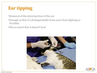 Ear tipping
     • Removal of the distal portion of the ear
     • Enough so that it’s distinguishable from scars from fighting or
       frostbite
     • Not so much that it doesn’t heal




52
 