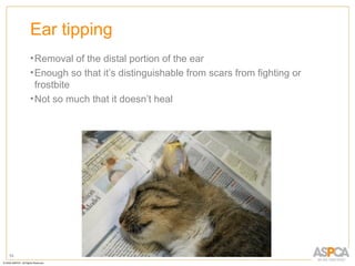 Ear tipping
     • Removal of the distal portion of the ear
     • Enough so that it’s distinguishable from scars from fighting or
       frostbite
     • Not so much that it doesn’t heal




54
 