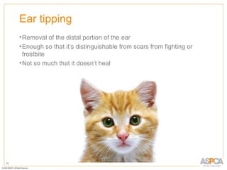 Ear tipping
     • Removal of the distal portion of the ear
     • Enough so that it’s distinguishable from scars from fighting or
       frostbite
     • Not so much that it doesn’t heal




55
 