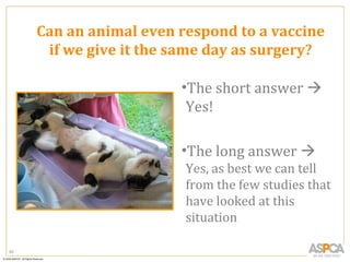 Can an animal even respond to a vaccine
      if we give it the same day as surgery?

                        •The short answer 
                         Yes!

                        •The long answer 
                         Yes, as best we can tell
                         from the few studies that
                         have looked at this
                         situation

60
 