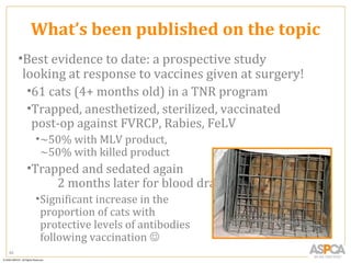 What’s been published on the topic
     •Best evidence to date: a prospective study
      looking at response to vaccines given at surgery!
       •61 cats (4+ months old) in a TNR program
       •Trapped, anesthetized, sterilized, vaccinated
        post-op against FVRCP, Rabies, FeLV
        • ~50% with MLV product,
          ~50% with killed product
      •Trapped and sedated again
           2 months later for blood draw
        • Significant increase in the
          proportion of cats with
          protective levels of antibodies
          following vaccination 
62
 