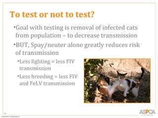 To test or not to test?
      •Goal with testing is removal of infected cats
       from population – to decrease transmission
      •BUT, Spay/neuter alone greatly reduces risk
       of transmission
       •Less fighting = less FIV
        transmission
       •Less breeding = less FIV
        and FeLV transmission




65
 