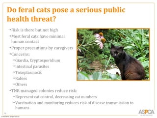 Do feral cats pose a serious public
     health threat?
     • Risk is there but not high
     • Most feral cats have minimal
       human contact
     • Proper precautions by caregivers
     • Concerns:
       • Giardia, Cryptosporidium
       • Intestinal parasites
       • Toxoplasmosis
       • Rabies
       • Others
     • TNR managed colonies reduce risk:
       • Represent cat control, decreasing cat numbers
       • Vaccination and monitoring reduces risk of disease transmission to
         humans
70
 