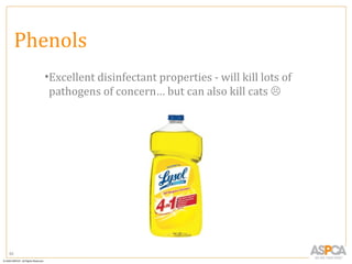 Phenols
       •Excellent disinfectant properties - will kill lots of
        pathogens of concern… but can also kill cats 




82
 