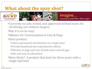 What about the spay shot?

      •Currently no safe, tested, and approved method exists for
       sterilizing cats without surgery
      •But, it is on its way!
      •Alliance for Contraception in Cats & Dogs
      •Ideal product:
       • Induce permanent sterilization in a single dose
       • Provide beneficial non-reproductive effects
       • Effective in dogs and cats of both sexes and all ages
       • Safe and easy to administer
      •More likely? A product that lasts for three years with a
       single injection
86
 
