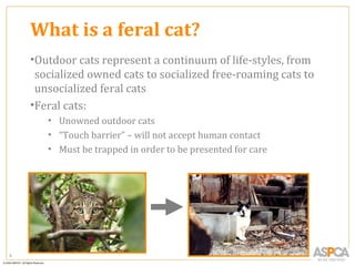 What is a feral cat?
    •Outdoor cats represent a continuum of life-styles, from
     socialized owned cats to socialized free-roaming cats to
     unsocialized feral cats
    •Feral cats:
       • Unowned outdoor cats
       • “Touch barrier” – will not accept human contact
       • Must be trapped in order to be presented for care




9
 