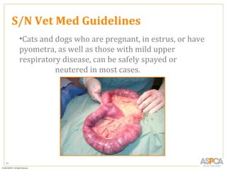 S/N Vet Med Guidelines
      •Cats and dogs who are pregnant, in estrus, or have
      pyometra, as well as those with mild upper
      respiratory disease, can be safely spayed or
                neutered in most cases.




91
 