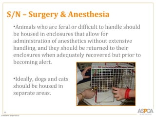S/N – Surgery & Anesthesia
      •Animals who are feral or difficult to handle should
      be housed in enclosures that allow for
      administration of anesthetics without extensive
      handling, and they should be returned to their
      enclosures when adequately recovered but prior to
      becoming alert.

      •Ideally, dogs and cats
      should be housed in
      separate areas.


93
 