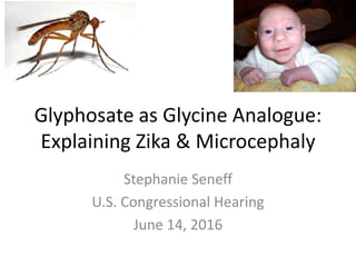 Glyphosate as Glycine Analogue:
Explaining Zika & Microcephaly
Stephanie Seneff
U.S. Congressional Hearing
June 14, 2016
 