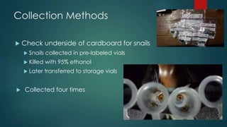 Collection Methods 
 Check underside of cardboard for snails 
 Snails collected in pre-labeled vials 
 Killed with 95% ethanol 
 Later transferred to storage vials 
 Collected four times 
 