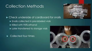 Collection Methods 
 Check underside of cardboard for snails 
 Snails collected in pre-labeled vials 
 Killed with 95% ethanol 
 Later transferred to storage vials 
 Collected four times 
 