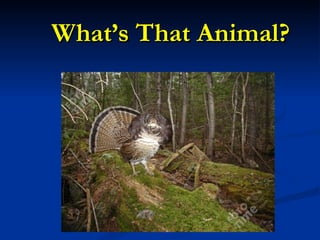 What’s That Animal? 