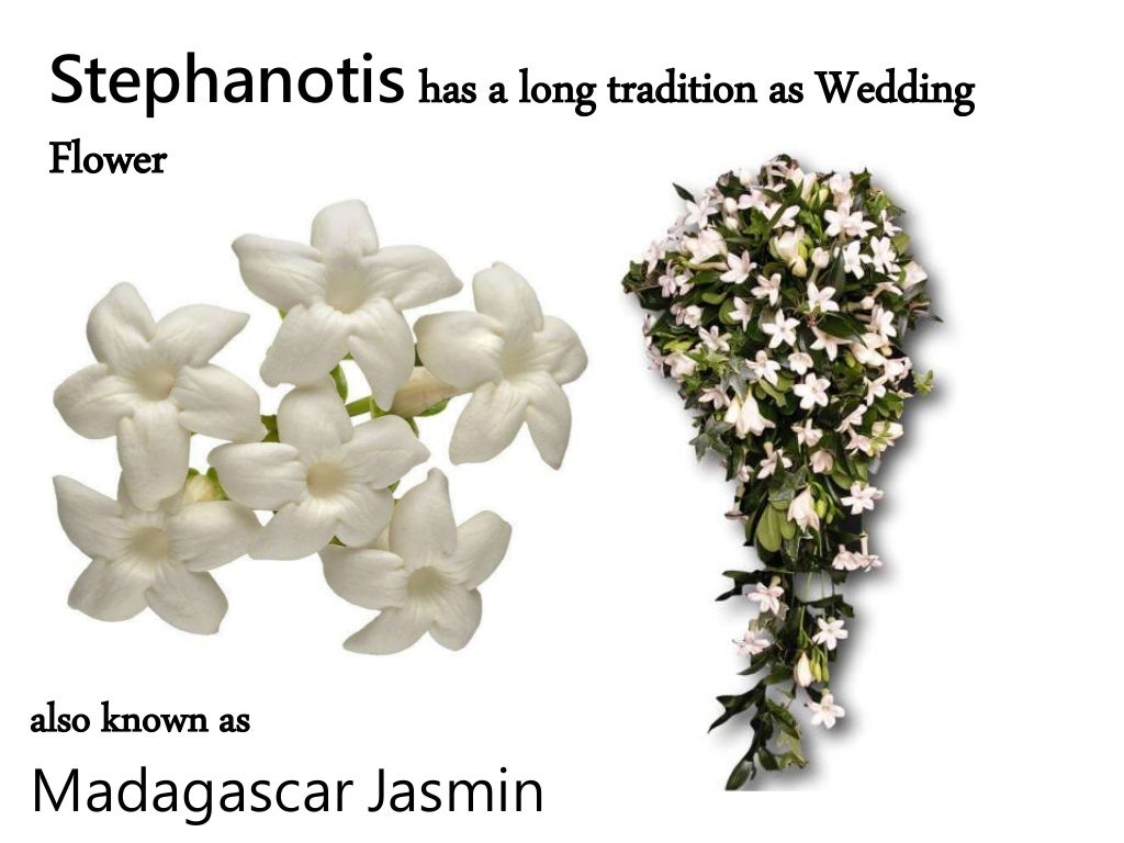 Stephanotis Wedding Flower