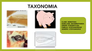 CLASE: NEMATODA
SUBCLASE: SECEMENTASIDA
ORDEN: STRONGYLIDA
FAMILIA: STEPHANURIDAE
GENERO: STEPHANURUS
 