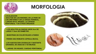 - LOS ADULTOS ALCANZAN UNOS 5cm DE
LARGO Y 2mm DE DIAMETRO
- MUESTRAN UN COLOR ROJIZO A PARDO
-TIENEN UNA ROBUSTA CÁPSULA BUCAL
-LOS HUEVOS SON OVOIDALES Y BASTANTE
GRANDES, DE UNAS 60 X 105 MICRAS
- LARVAS: EN HIGADO, CAVIDAD PERITONEAL
LOCALIZACION
-ADULTOS EN LOS RINONES, EN LA PARE DE
LOS URÉTERES Y EN LA GRASA PERINEAL.
-LARVAS EN EL HÍGADO, LA CAVIDAD
PERITONEAL Y EN OTROS ÓRGANOS
 