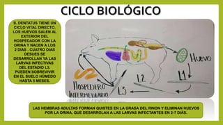 S. DENTATUS TIENE UN
CICLO VITAL DIRECTO.
LOS HUEVOS SALEN AL
EXTERIOR DEL
HOSPEDADOR CON LA
ORINA Y NACEN A LOS
2 DIAS . CUATRO DIAS
DESUES SE
DESARROLLAN YA LAS
LARVAS INFECTIVAS
DEL ESTADIO L3.
PUEDEN SOBREVIVIR
EN EL SUELO HÚMEDO
HASTA 5 MESES.
LAS HEMBRAS ADULTAS FORMAN QUISTES EN LA GRASA DEL RINON Y ELIMINAN HUEVOS
POR LA ORINA, QUE DESARROLAN A LAS LARVAS INFECTANTES EN 2-7 DIÁS.
 