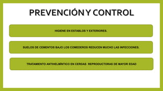 HIGIENE EN ESTABLOS Y EXTERIORES.
TRATAMIENTO ANTIHELMÍNTICO EN CERDAS REPRODUCTORAS DE MAYOR EDAD
SUELOS DE CEMENTOS BAJO LOS COMEDEROS REDUCEN MUCHO LAS INFECCIONES.
 