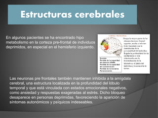 Estructuras cerebrales
En algunos pacientes se ha encontrado hipo
metabolismo en la corteza pre-frontal de individuos
deprimidos, en especial en el hemisferio izquierdo.
Las neuronas pre frontales también mantienen inhibida a la amígdala
cerebral, una estructura localizada en la profundidad del lóbulo
temporal y que está vinculada con estados emocionales negativos,
como ansiedad y respuestas exageradas al estrés. Dicho bloqueo
desaparece en personas deprimidas, favoreciendo la aparición de
síntomas autonómicos y psíquicos indeseables.
 