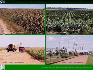 Fonte: S.G.Perz, Univ. of Florida Fonte: S.G.Perz, Univ. of Florida Fonte: S.G.Perz, Univ. of Florida Fonte: S.G.Perz, Univ. of Florida S.G.Perz, et al., Univ. Florida, Michigan State Univ,  IMAZON (sperz@ufl.edu) 