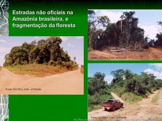 Estradas n ão oficiais  na Amaz ô nia brasileira, e fragmenta ção da floresta Fonte: S.G.Perz, Univ. of Florida Fonte: S.G.Perz, Univ. of Florida Fonte: S.G.Perz, Univ. of Florida S.G.Perz, et al., Univ. Florida, Michigan State Univ,  IMAZON (sperz@ufl.edu) 