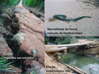 Fuente: S.G.Perz, Univ. of Florida Fuente: S.G.Perz, Univ. of Florida Fuente: S.G.Perz, Univ. of Florida Erosão  impactos nas estradas Erosão  impactos nos rios Mortalidade da fauna:  redução da biodiversidad 