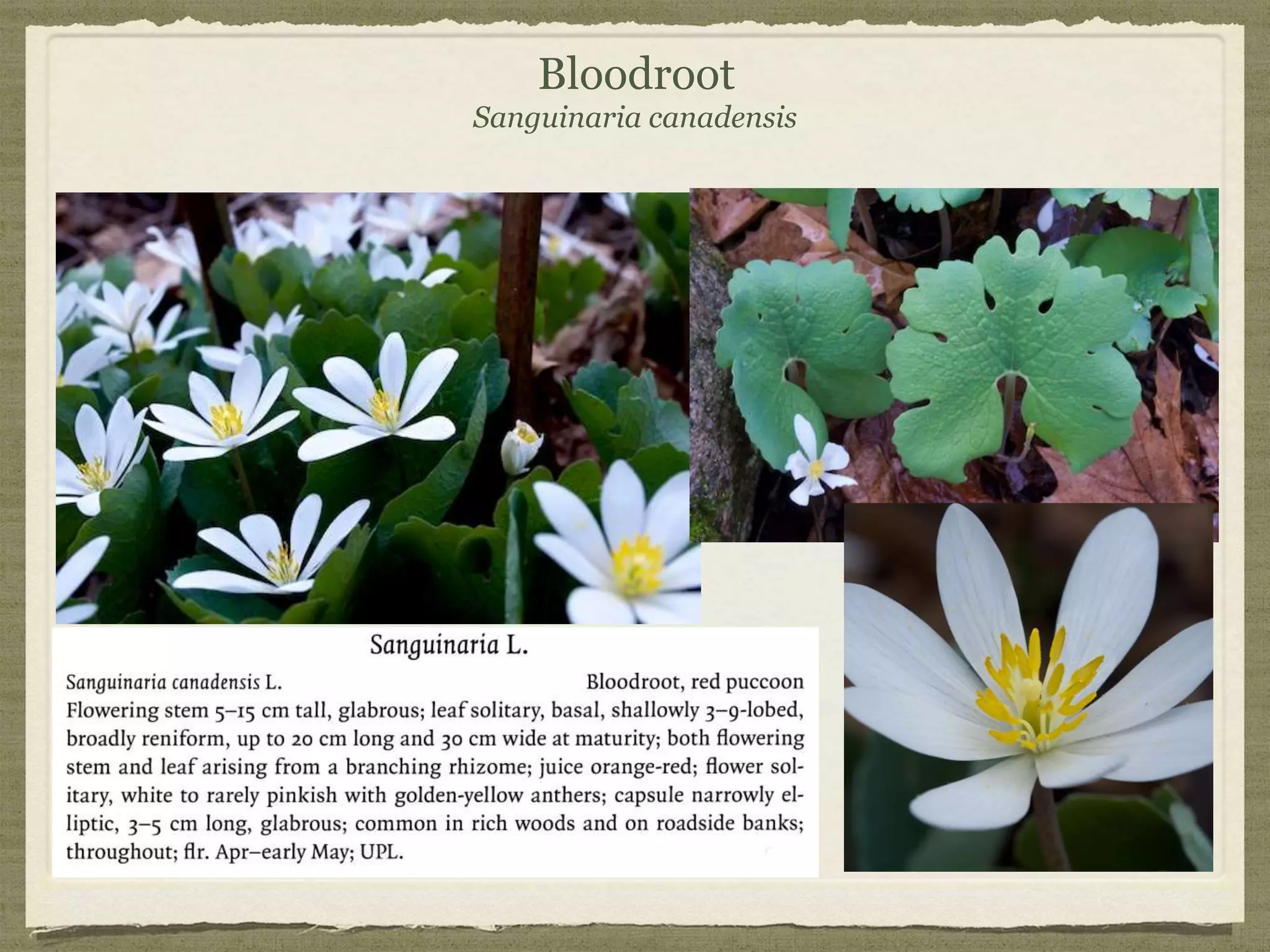 Woodland Wildflowers of Pennsylvania & Invasives | PPTX