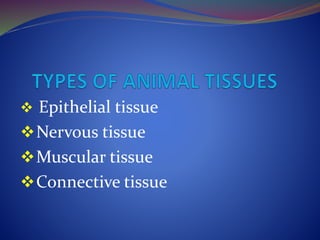  Epithelial tissue
Nervous tissue
Muscular tissue
Connective tissue
 