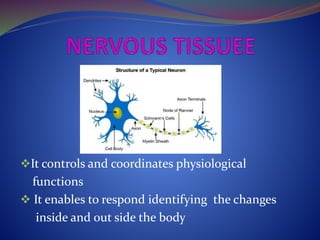 It controls and coordinates physiological
functions
 It enables to respond identifying the changes
inside and out side the body
 