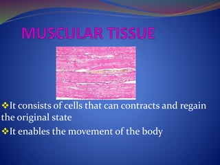 It consists of cells that can contracts and regain
the original state
It enables the movement of the body
 
