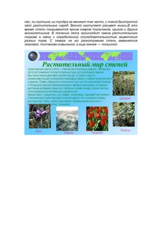 лес, ни пустыня, ни тундра не меняют так часто, с такой быстротой
свой растительный наряд. Весной наступает расцвет жизни.В это
время степи покрываются ярким ковром тюльпанов, ирисов и других
многолетников. В течение лета происходит смена растительного
покрова в связи с определенной последовательностью зацветания
разных трав. С севера на юг разнотравная степь заменяется
злаковой, типчаково-ковыльной, а еще южнее — полынной.
 