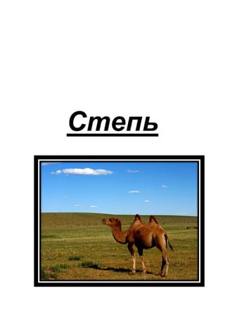 Степь
 