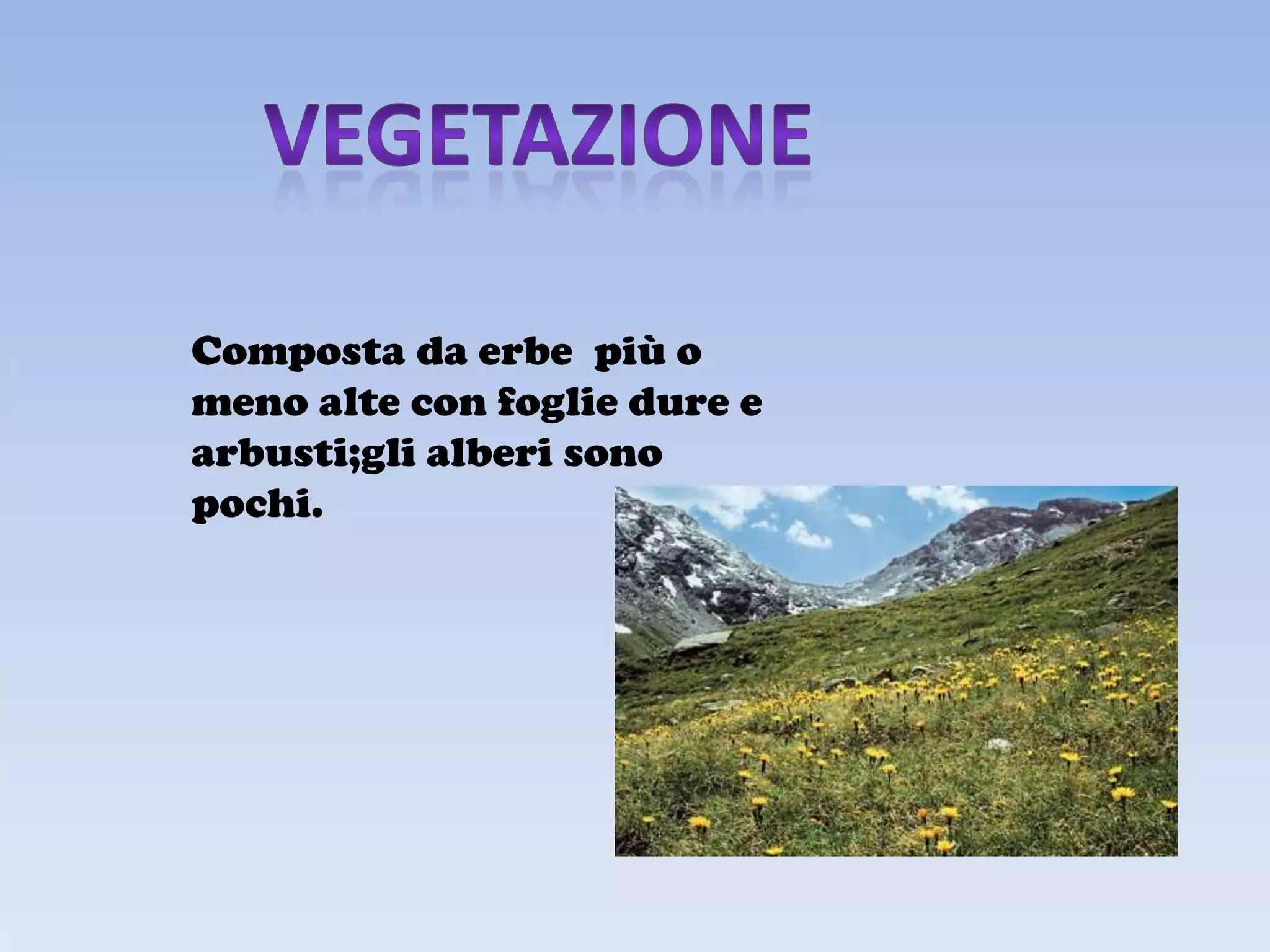 Composta da erbe più o
meno alte con foglie dure e
arbusti;gli alberi sono
pochi.
 