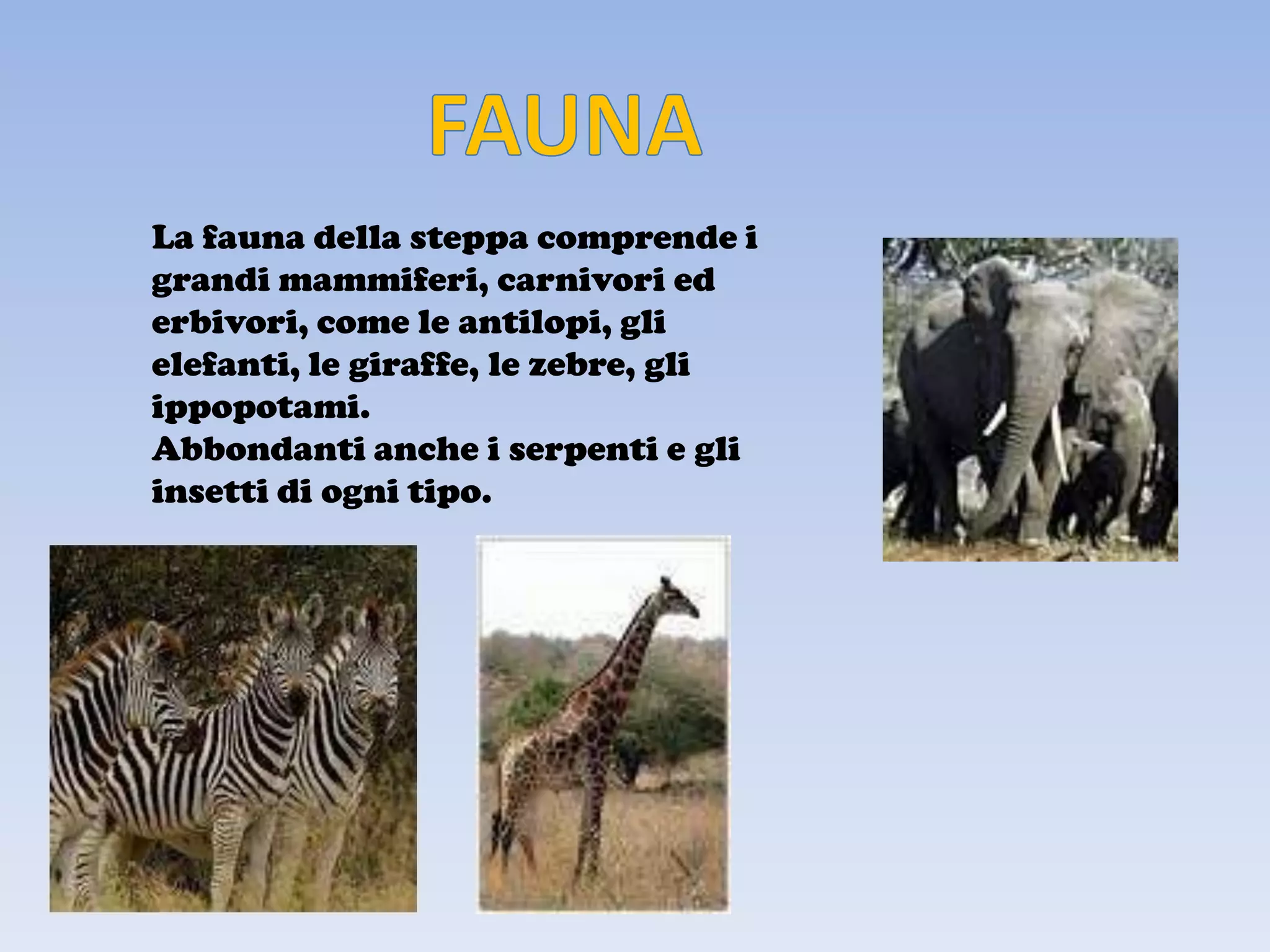 La fauna della steppa comprende i
grandi mammiferi, carnivori ed
erbivori, come le antilopi, gli
elefanti, le giraffe, le zebre, gli
ippopotami.
Abbondanti anche i serpenti e gli
insetti di ogni tipo.
 