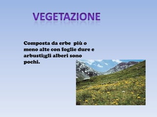 Composta da erbe più o
meno alte con foglie dure e
arbusti;gli alberi sono
pochi.
 