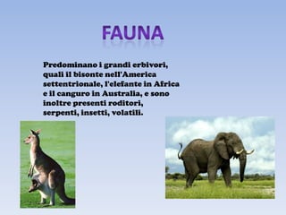 Predominano i grandi erbivori,
quali il bisonte nell'America
settentrionale, l'elefante in Africa
e il canguro in Australia, e sono
inoltre presenti roditori,
serpenti, insetti, volatili.
 