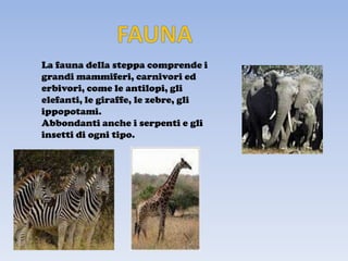 La fauna della steppa comprende i
grandi mammiferi, carnivori ed
erbivori, come le antilopi, gli
elefanti, le giraffe, le zebre, gli
ippopotami.
Abbondanti anche i serpenti e gli
insetti di ogni tipo.
 