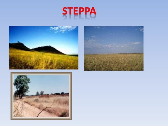 Steppa
