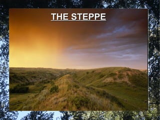 THE STEPPETHE STEPPE
 