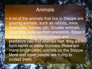 Animals
● A lot of the animals that live in Steppe are
grazing animals, such as rabbits, mice,
antelopes, horses, etc. Smaller animals
have little defense from predators. Since it
is such an open environment and
predators can find animals fast, they either
form herds or make burrows. There are
many endangered animals on the Steppe.
More and more people are trying to
protect them.
 