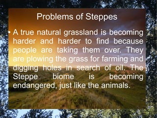 Problems of Steppes
● A true natural grassland is becoming
harder and harder to find because
people are taking them over. They
are plowing the grass for farming and
digging holes in search of oil. The
Steppe biome is becoming
endangered, just like the animals.
 