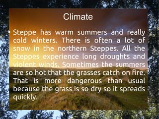 Climate
●
Steppe has warm summers and really
cold winters. There is often a lot of
snow in the northern Steppes. All the
Steppes experience long droughts and
violent winds. Sometimes the summers
are so hot that the grasses catch on fire.
That is more dangerous than usual
because the grass is so dry so it spreads
quickly.
 