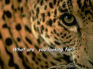 What are  you looking for? 
