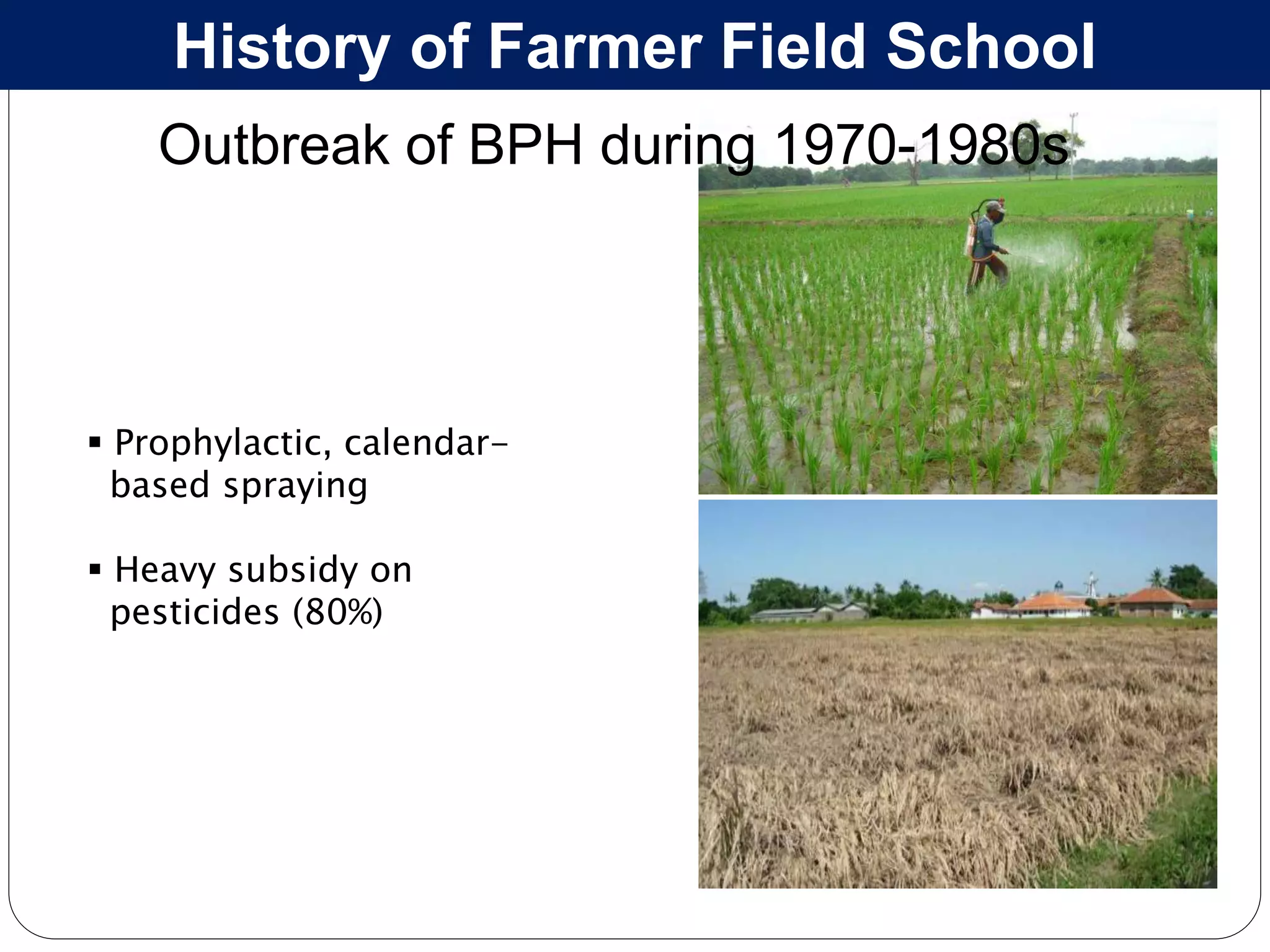  Prophylactic, calendar-
based spraying
 Heavy subsidy on
pesticides (80%)
History of Farmer Field School
Outbreak of BPH during 1970-1980s
 
