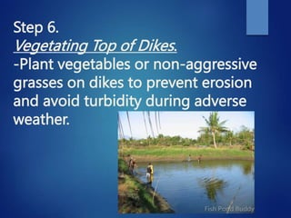 Step 6.
Vegetating Top of Dikes.
-Plant vegetables or non-aggressive
grasses on dikes to prevent erosion
and avoid turbidity during adverse
weather.
 
